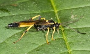Snyltehveps diphyus amatorius